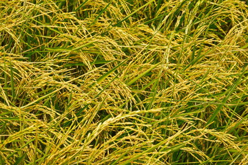 Rice field agriculture grain food  yield season