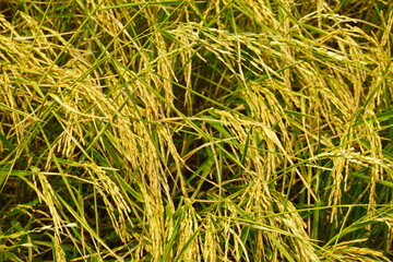 Rice field agriculture grain food  yield season