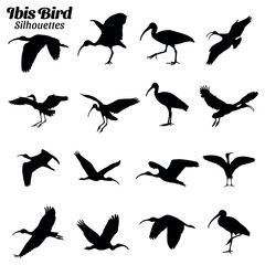 Ibis bird silhouettes vector illustration set.