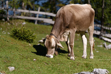 cow in the pasture