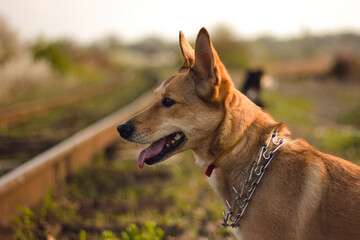 portrait of a dog Portuguese Podengo