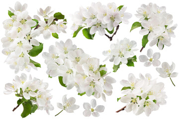 apple tree branch with leaves and inflorescences, isolated on a white background