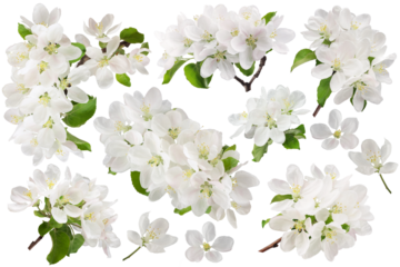 apple tree branch with leaves and inflorescences, isolated on a white background
