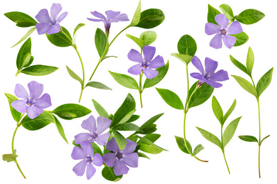 flowers and leaves of blooming blue periwinkle, isolated on a white background