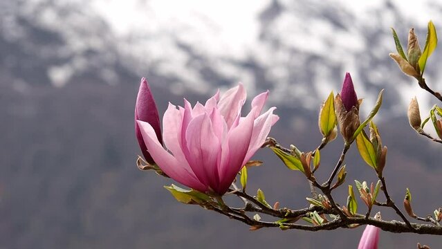 Pink magnolia flowers blooming tree in the wild against the background of snowy mountains. Magnolia stellata, selective focus.