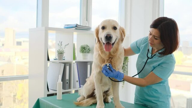 Doctor listening golden retriever dog using stethoscope during appointment in veterinary clinic