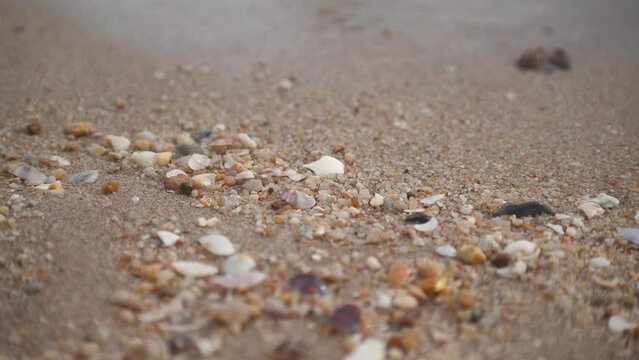 Closeup sand shells and sea