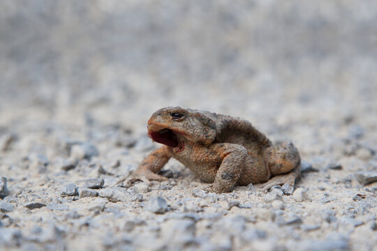 In the early morning hours a toad sits on the gravel path and enjoys the first warming rays of the sun to warm up.