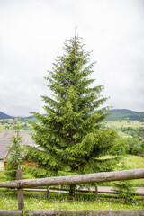 green tree in the mountains