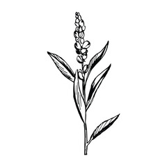 Spiraea officinalis. Black and white vector illustration.
