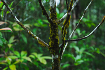 Close up Green moss grown up cover tree. Green background, sustainable concept, rain forest. Fresh green. Moss texture. Natural background. Biodiversity, global botany. Earth day environmental