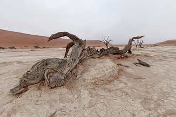 dead tree in the desert