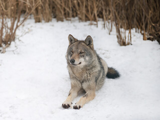 gray wolf lies in the snow against the background of trees