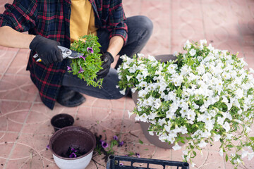 Woman in work gloves prune blooming petunia flowers in pots, on the terrace. Summer lifestyle, life...