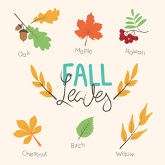Fototapeta na wymiar Set of colorful autumn leaves and lettering. Isolated elements. Simple cartoon flat style. vector illustration. Thanksgiving and Harvest Day.