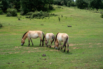 Tres caballos de Przewalski