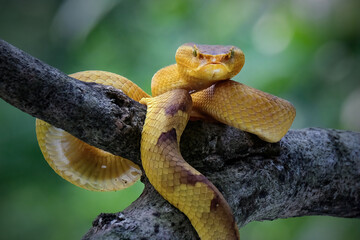 puniceus pit viper on branch