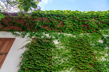 The white wall of the building is densely covered with thickets of grapes. Old town in Marmaris, Turkey