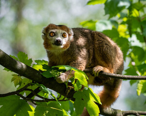 Crowned Lemur in a Tree