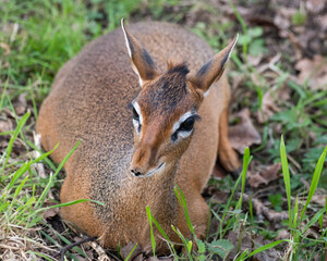 Kirks Dik Dik