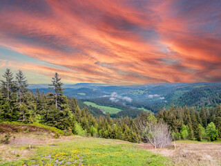 View over the Black Forest - obrazy, fototapety, plakaty