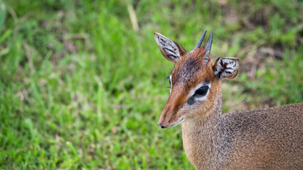 Kirks Dik Dik