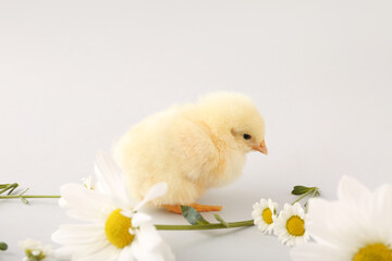 Cute little chick with chamomile flowers on grey background