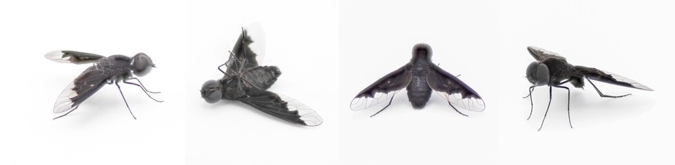 black bee fly - Anthrax Georgicus - bee mimic of the genus Bombylius, clear translucent hind wings and pure black coloring.  Isolated on white background, four views