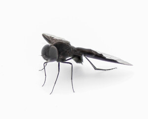 black bee fly - Anthrax Georgicus - bee mimic of the genus Bombylius, clear translucent hind wings...