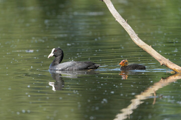 Eurasian coot also known as the common coot - Fulica atra, mother with chick with water in background. Photo from Milicz Ponds in Poland.