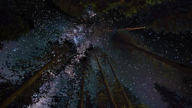 Night sky and shooting stars above the forest trees. A digital animation.