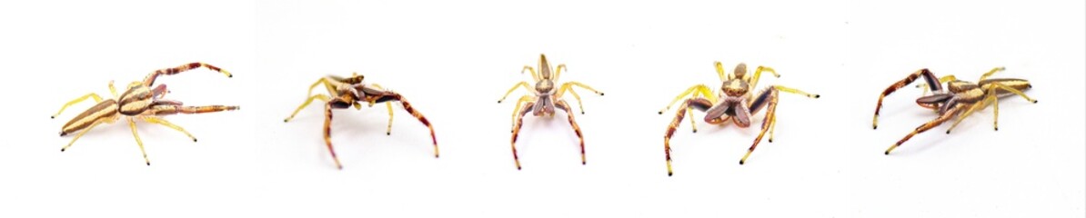 Hentz jumping spider - Hentzia grenada - is a species of striped jumping spider. It is found in...