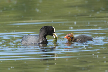 Eurasian coot also known as the common coot - Fulica atra, mother feeding chick with water in background. Photo from Milicz Ponds in Poland.