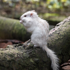 Naklejka premium Albino Chipmunk on a Log Feeding