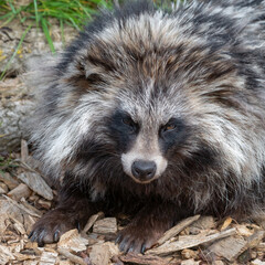 Close-up Tanuki Japanese Raccoon Dog