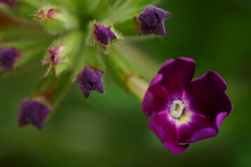 Beautiful background with purple garden verbena; Verbena Hibrida 