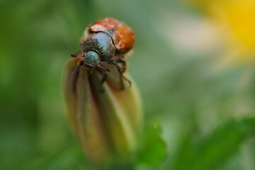 
Macro shot with a brown beetle on a flower bud
