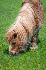 Shetland Pony Grazing on Grass