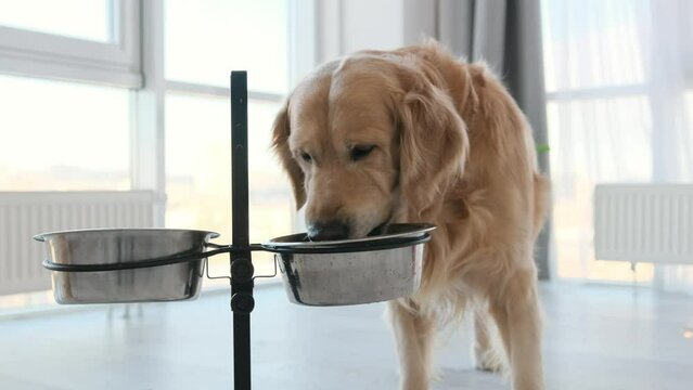 Golden retriever dog eating feed from metal bowl with appetit at home with daylight. Purebred doggy pet labrador with food indoors portrait