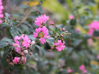 Lagerstroemia speciosa in the park. Lagerstroemia speciosa is a species of Lagerstroemia native to tropical southern Asia. It is a deciduous tree with bright pink to light purple flowers