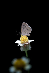 A tiny butterfly on a flower. macro or close-up photo