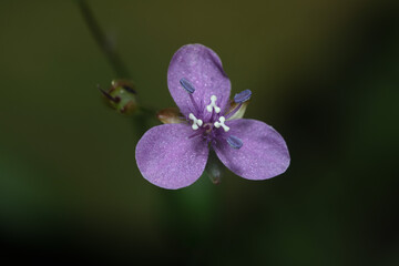 A purple color Severalflower or Dewflower isolated on dark. macro photo.