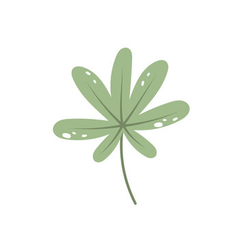 Beautiful flat aralia leaf. Jungle foliage illustration. Plant floral design. Summer botanical print. Vector aralya isolated on white background. Tropical exotic fastia leaf