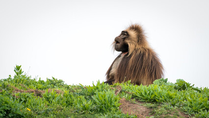Adult Male Gelada Monkey Resting on Grass