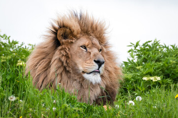Fototapeta premium Male Lion Standing on Grass