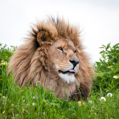Male Lion Standing on Grass
