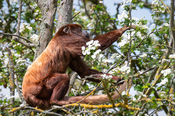 Close-Up Red Howler Monkey Sitting in a Tree