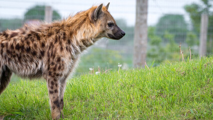 Spotted Hyhena Standing on Grass