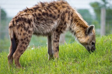 Spotted Hyhena Standing on Grass