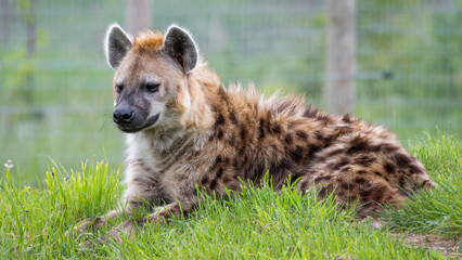 Obraz premium Spotted Hyhena Resting on Grass